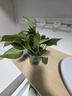 雙盟綠蘿盆栽除甲醛花卉綠植辦公室新房?jì)艋諝?120款10盆源頭直發(fā) 曬單實(shí)拍圖