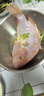 太湖?！緹o(wú)抗或有機認證 淡水鱸魚(yú)】孕婦嬰兒童食輔 鮮活三去魚(yú)類(lèi)水產(chǎn) 無(wú)抗羅非魚(yú) 總3斤（又名金斑紅） 曬單實(shí)拍圖