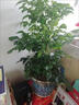 幸福樹(shù)客廳大盆栽室內好養花卉盆景綠植辦公室四季常青植物 幸福樹(shù) 高40-50cm【原土原盆】 曬單實(shí)拍圖