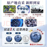 山姆大叔 金標·云南花香藍莓【JD-多地次日達】云南藍莓新鮮水果禮盒裝 125g*6大盒【狠劃算-復購爆款】?jì)?00g 金標果王【花香級丨更脆甜】20-24mm 曬單實(shí)拍圖