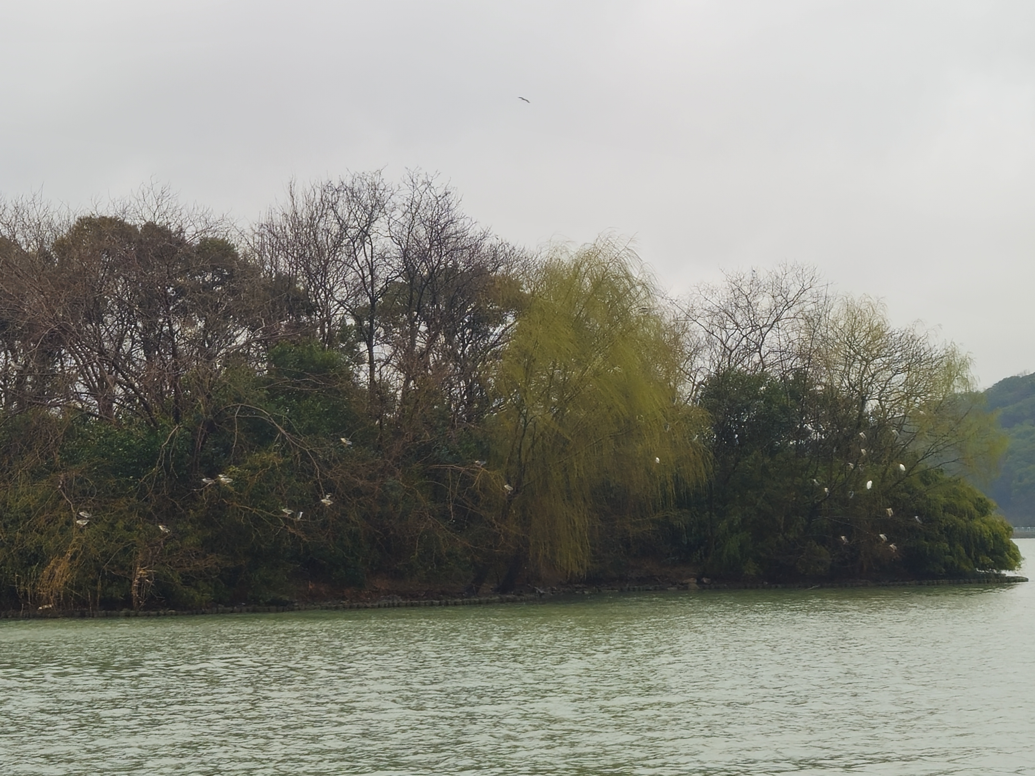 白云山關(guān)節型遠紅外膝蓋治療貼膝關(guān)節滑膜炎軟骨磨損半月板損傷疼 贈品 白云山關(guān)節貼官方正品旗艦店 曬單實(shí)拍圖