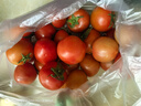 山東新鮮毛粉西紅柿粉番茄自然成熟酸甜可口現摘現發(fā) 毛粉西紅柿大果 4斤 帶箱 曬單實(shí)拍圖