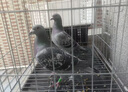 鴿子活一對公母原配信鴿公棚血統賽鴿種鴿活物觀(guān)賞鴿活體血統鴿 雨點(diǎn) 種鴿【楊阿騰血統】一對 曬單實(shí)拍圖