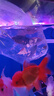老牌漁場(chǎng)紅龍魚(yú)銀龍魚(yú)金龍魚(yú)或觀(guān)賞魚(yú)魚(yú)苗 一公一母【盲盒發(fā)貨】 曬單實(shí)拍圖