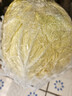 【東東買(mǎi)菜】新鮮現摘大白菜北京三號冬儲菜火鍋菜真便宜蔬菜 新鮮大白菜9~10斤 曬單實(shí)拍圖