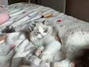 純種布偶貓幼貓仙女貓海雙藍雙山雙長(cháng)毛貓藍眼睛小貓咪活體幼崽貓 血統級 【高顏值布偶貓】 曬單實(shí)拍圖