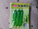 水果黃瓜新種上市生吃四季水果種籽蔬菜種子新品種陽(yáng)臺種植 脆甜水果黃瓜種子新種約50粒1包 曬單實(shí)拍圖