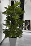 佳賀（JIAHE）大葉綠蘿柱盆栽客廳大型綠植辦公室內除甲醛凈化空氣綠籮源頭直發(fā) 【限時(shí)特惠】1.4-1.6米大葉綠蘿柱(鉆石盆) 曬單實(shí)拍圖