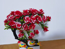 懷音仿真花假花綠植小盆栽迎客松玫瑰客廳玄關(guān)裝飾道具花擺件假花批發(fā) 玫瑰 大紅 帶一盆二鳥(niǎo) 曬單實(shí)拍圖