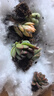 多肉植物帶盆綠植花卉盆栽貴貨老樁群生玉樹(shù)玉露仙人掌肉 10顆多肉植物+蓄水盆+土 曬單實(shí)拍圖