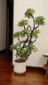 植男植女鴨腳木綠植客廳大型盆栽落地室內高級感真好養發(fā)財造型掌源頭直發(fā) 曬單實(shí)拍圖