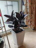 意軒橡皮樹(shù)盆栽 橡皮樹(shù)黑金剛盆栽花盆苗客廳室內綠葉大葉型植物z 40-50公分高3株 曬單實(shí)拍圖