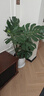 臨雅提根龜背竹綠植盆栽室內客廳桌面大型凈化空氣懶人好養活高級植物 提根龜背竹70-90cm+子彈頭樹(shù)脂盆 曬單實(shí)拍圖