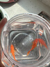 金魚(yú)皇冠珍珠金魚(yú)包金鼠頭精品珍珠金魚(yú)苗觀(guān)賞魚(yú)好養活體魚(yú) 皇冠珍珠魚(yú)5-6cm5條 曬單實(shí)拍圖