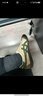 Onitsuka Tiger鬼塚虎懶人鞋新款一腳蹬休閑鞋德訓鞋 TOKUTEN SLIP-ON 咖啡色 42 曬單實(shí)拍圖
