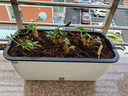 奧美優(yōu)花盆陽(yáng)臺種菜盆種菜專(zhuān)用箱長(cháng)方形家庭蔬菜種植箱樓頂花箱盆栽育苗 曬單實(shí)拍圖
