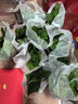 綠有意綠蘿盆栽除甲醛室內好養花卉植物綠蘿批發(fā)辦公室新房裝修凈化空氣 120#綠加侖吸水盆10盆+4肥 帶盆帶土發(fā)貨 曬單實(shí)拍圖