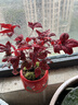 火焰南天竹盆栽冬季耐寒紅葉綠植室內外客廳陽(yáng)臺四季好養植物盆景 火焰南天竹+紅色旭日東升盆+底座+黑沙+吊卡 （含陶瓷盆） 曬單實(shí)拍圖