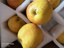 鮮級佳正宗遼寧鞍山南果梨【多地次日達】東北特產(chǎn)南國梨香水梨中秋禮品 20枚裝【店長(cháng)力薦】臻品特大果王 凈重5斤【爆款推薦-80%選擇】超值推薦 曬單實(shí)拍圖