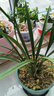 劉閣蘭花蘭花建蘭四季蘭富貴牡丹濃香花卉盆栽 5苗當年開(kāi)花裸根源頭直發(fā) 曬單實(shí)拍圖