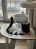 樂(lè )妃貓爬架家用貓窩貓樹(shù)一體小型不占地貓架子貓咪太空艙跳臺玩具 曬單實(shí)拍圖
