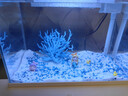 森森（SUNSUN）超白魚(yú)缸一體缸自循環(huán)客廳水族箱桌面家用懶人免換水小型金魚(yú)缸 超白HEJ380標配+藍珊瑚景 曬單實(shí)拍圖