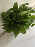 行湘綠蘿盆栽水培綠植新房除甲醛植物180#原盆4盆+吸水盆源頭直發(fā) 曬單實(shí)拍圖