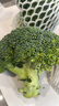 輕食西蘭花綠色花菜花椰菜減脂低卡新鮮蔬菜產(chǎn)地批發(fā) 新鮮青花帶箱4斤【西蘭花】 曬單實(shí)拍圖
