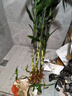 臨雅富貴竹水培植物客廳水養大型節節高室內好養綠植物1米5支源頭直發(fā) 曬單實(shí)拍圖