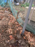 獼猴桃苗紅心獼猴桃樹(shù)苗紅肉黃心獼猴桃奇異果庭院盆栽地栽果樹(shù)苗 （紅陽(yáng)）紅心獼猴桃 4年苗（少量結果） 曬單實(shí)拍圖