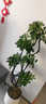 造型鴨腳木客廳大盆栽鴨掌木鵝掌柴室內落地式大型四季常青綠植物 新手款70-90CM造型鴨腳木 原土不帶盆不帶鋁條 曬單實(shí)拍圖
