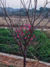 梅花樹(shù)苗庭院盆栽室外耐寒冬梅紅梅臘梅濃香地栽盆景四季花卉植物 1.5cm粗0.8m高【當年開(kāi)花】原土 曬單實(shí)拍圖