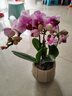 年宵花蝴蝶蘭室內花卉盆栽綠植客廳四季開(kāi)花春節年貨裝飾過(guò)年擺件 粉色系3劍蝴蝶蘭【品種隨機】北歐盆 曬單實(shí)拍圖