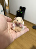 家養高品質(zhì)公婆鼠老公公老婆婆可愛(ài)公婆倉鼠幼寵全場(chǎng)熱賣(mài)好養活 金絲熊弟弟1只 曬單實(shí)拍圖