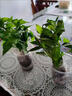 種花迷辣椒秧苗帶土四季盆栽地栽朝天椒薄皮牛角椒小米椒二荊條特辣 線(xiàn)椒苗【穴盤(pán)苗】 10棵苗+肥料【帶土發(fā)貨】 曬單實(shí)拍圖