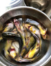 順豐微山湖野捕野生黃骨魚(yú)黃辣丁黃顙魚(yú)昂刺魚(yú)活魚(yú)現殺嘎魚(yú)鮮活燉 大號黃骨魚(yú)保鮮盒發(fā)貨【每斤4-6條】 5斤裝【現殺發(fā)貨損耗15%】 曬單實(shí)拍圖