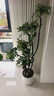 植男植女鴨腳木綠植客廳大型盆栽落地室內高級感真好養發(fā)財造型掌源頭直發(fā) 曬單實(shí)拍圖