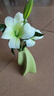 范爺家輕奢仿真百合花擺件綠植物裝飾花卉擺設客廳陶瓷花瓶假花花藝 曬單實(shí)拍圖