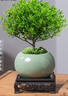 花翁老樁植物室內盆栽花卉 小葉赤楠盆景+綠冰裂釉陶盆+底座源頭直發(fā) 曬單實(shí)拍圖