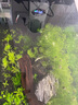 瘋狂水草（FKSC）無(wú)菌杯魚(yú)缸水草造景植物莫斯陰性草缸日本珍珠草魚(yú)缸綠植真水草 【前景蔓延】無(wú)菌杯-日本珍珠草 曬單實(shí)拍圖