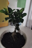 金錢(qián)榕樹(shù)盆景老樁小葉榕苗木造型盆栽人參榕室內綠植提根綠植矮莊 中富貴榕25cm左右高度 曬單實(shí)拍圖