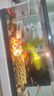 紅國獅金魚(yú)冷水魚(yú)鴻運當頭鶴頂鎏金金魚(yú)苗獅子頭好養耐活淡水金魚(yú) 紅國獅10-12cm5條 曬單實(shí)拍圖