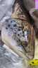 鮮隨漁動(dòng)三文魚(yú)頭去鰓冷凍多肉去鰓魚(yú)頭魚(yú)骨邊角料超大魚(yú)頭燒烤煲湯食材 去鰓魚(yú)頭 3只共 2.5斤 曬單實(shí)拍圖