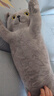 小貓咪抱枕長(cháng)條枕頭可愛(ài)布娃娃床上夾腿兒童玩偶圓柱形毛絨玩具女 灰色 90cm 曬單實(shí)拍圖
