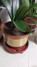 柯必達50cm口徑大號花盆紫砂粗砂陶土陶瓷花盆落地盆景蘭花盆花 口徑32cm+32cm(前100名) 曬單實(shí)拍圖