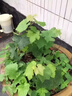 帶葉杯苗葡萄樹(shù)苗盆栽巨峰戶(hù)太八號寒香蜜陽(yáng)光玫瑰葡萄苗帶土果苗 隨機3顆苗 15cm(含)-30cm(不含) 曬單實(shí)拍圖