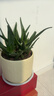 花翁盆栽室內凈化空氣花卉綠植物多肉美人蘆薈（浮雕雛菊盆）源頭直發(fā) 曬單實(shí)拍圖