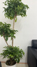 植男植女幸福樹(shù)造型綠寶盆栽綠植客廳室內大型綠植辦公室喬遷新居源頭直發(fā) 曬單實(shí)拍圖