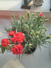 康乃馨盆栽花苗室內陽(yáng)臺綠植帶花苞重瓣四季開(kāi)花新手易種桌面花卉 紅色康乃馨+加侖盆+肥料 曬單實(shí)拍圖