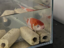 古介錦鯉活體純種錦鯉觀(guān)賞魚(yú)金日本進(jìn)口血統冷水魚(yú)苗阪井大日紅白古介 精品紅白12-15cm 曬單實(shí)拍圖